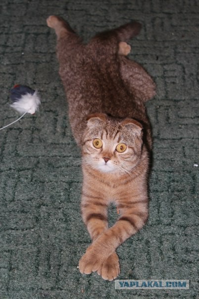Cats