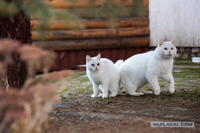Cats