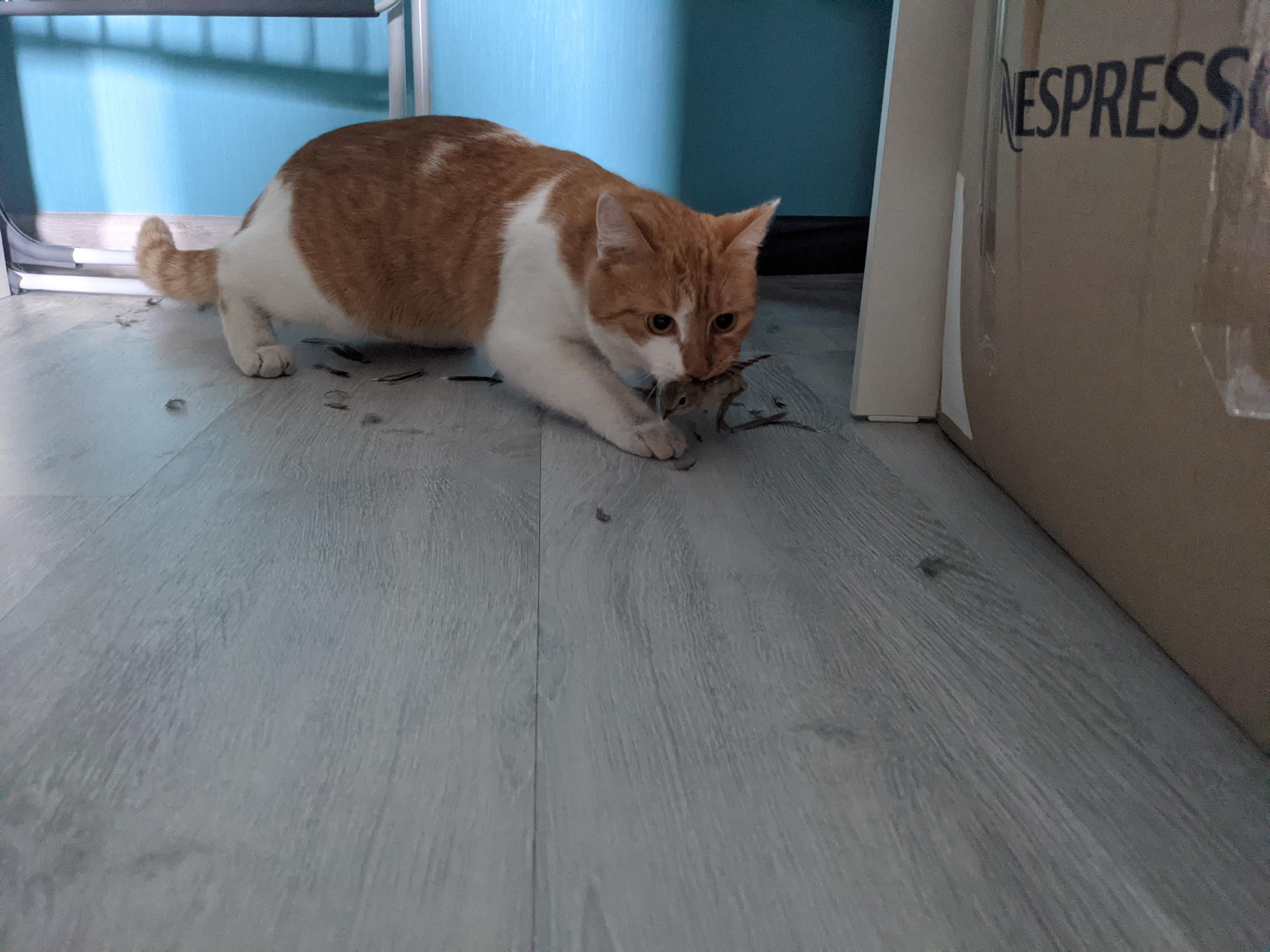 Cats