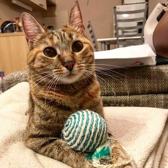 Cats