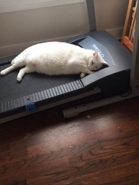 Cats