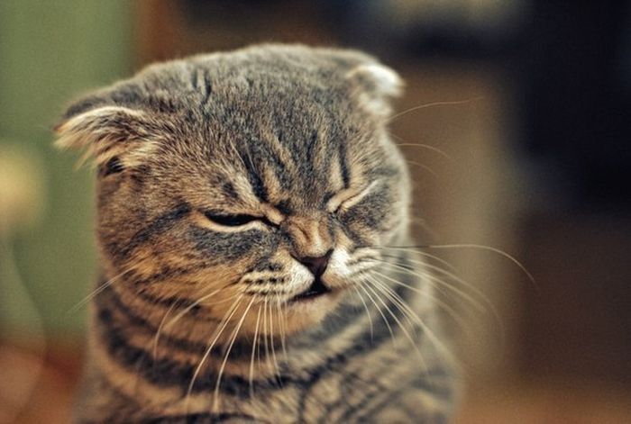 Cats