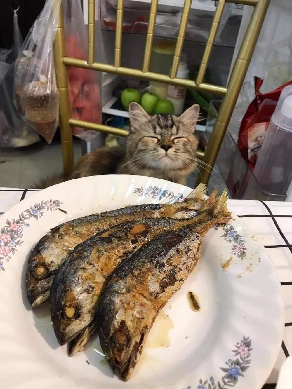 Cats