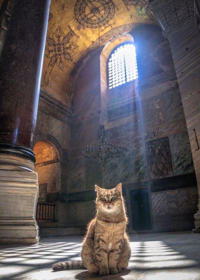 Cats