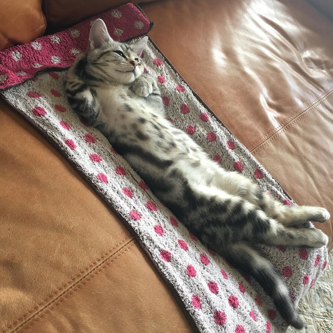 Cats