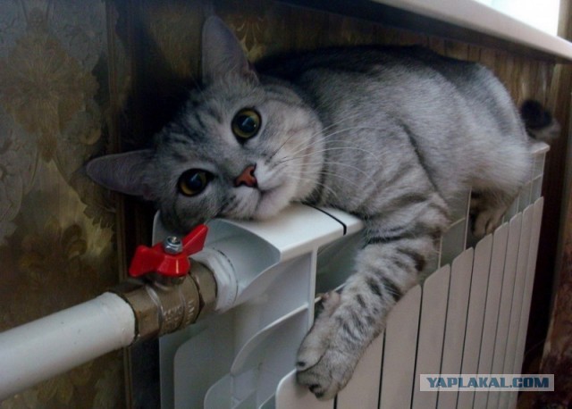 Cats