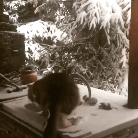 Cats