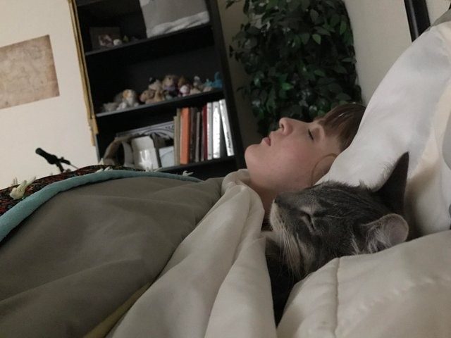 Cats