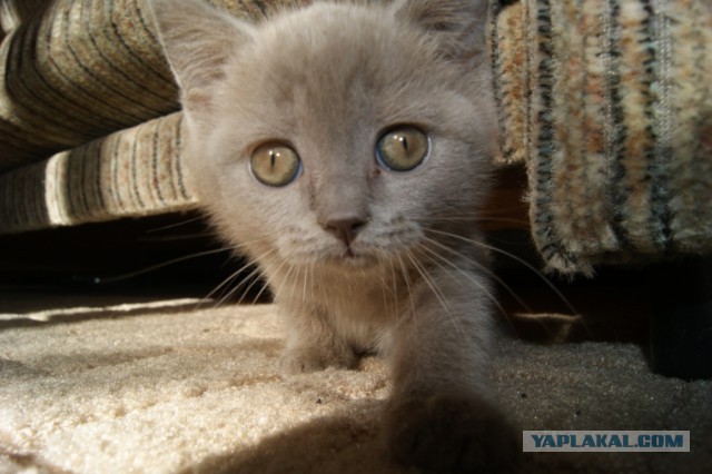 Cats