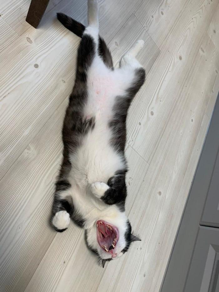 Cats