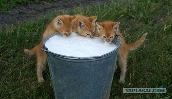 Cats