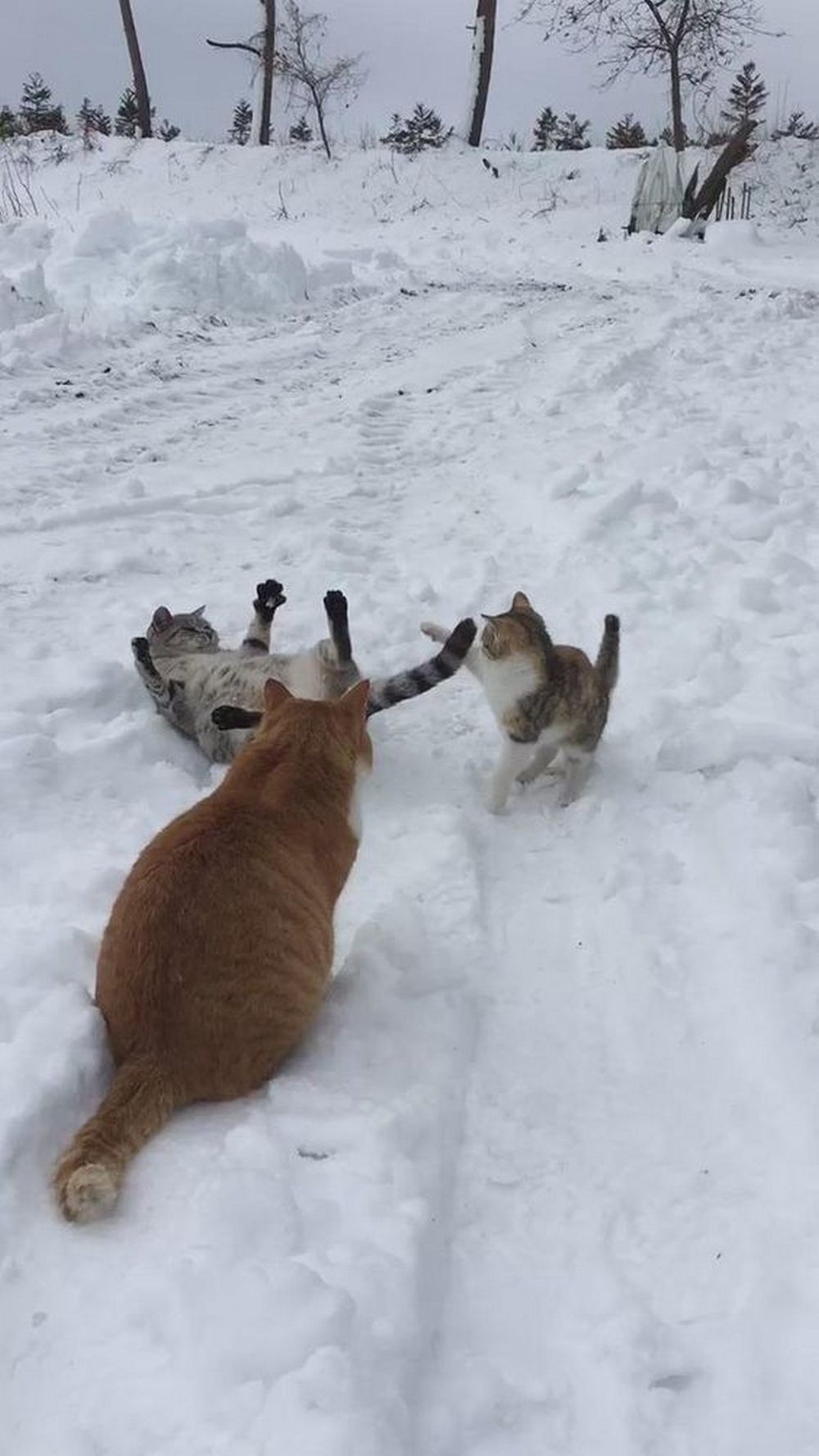 Cats