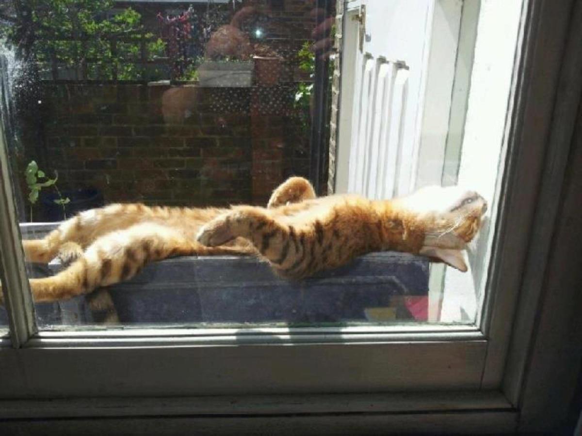 Cats