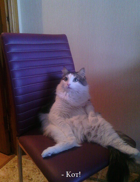 Cats
