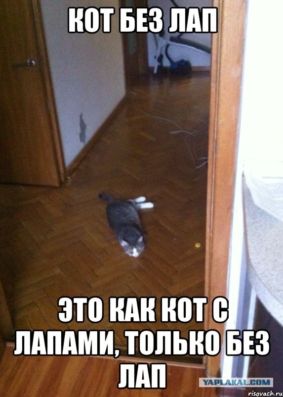 Cats