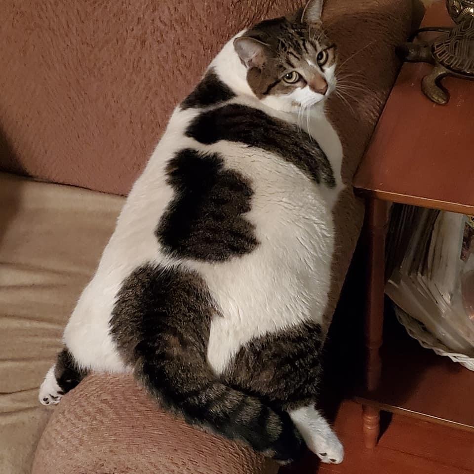 Cats
