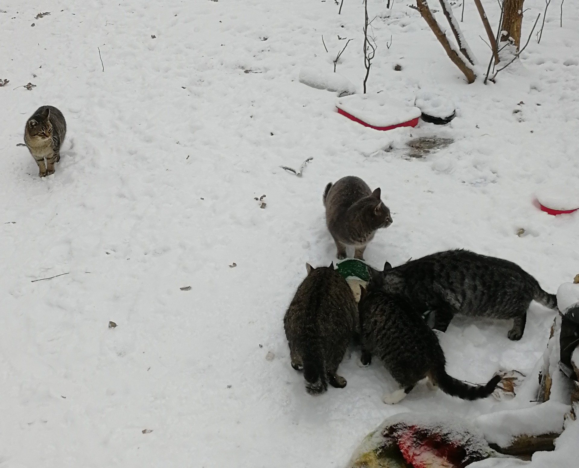 Cats