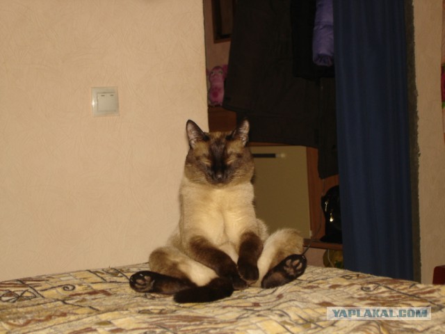 Cats