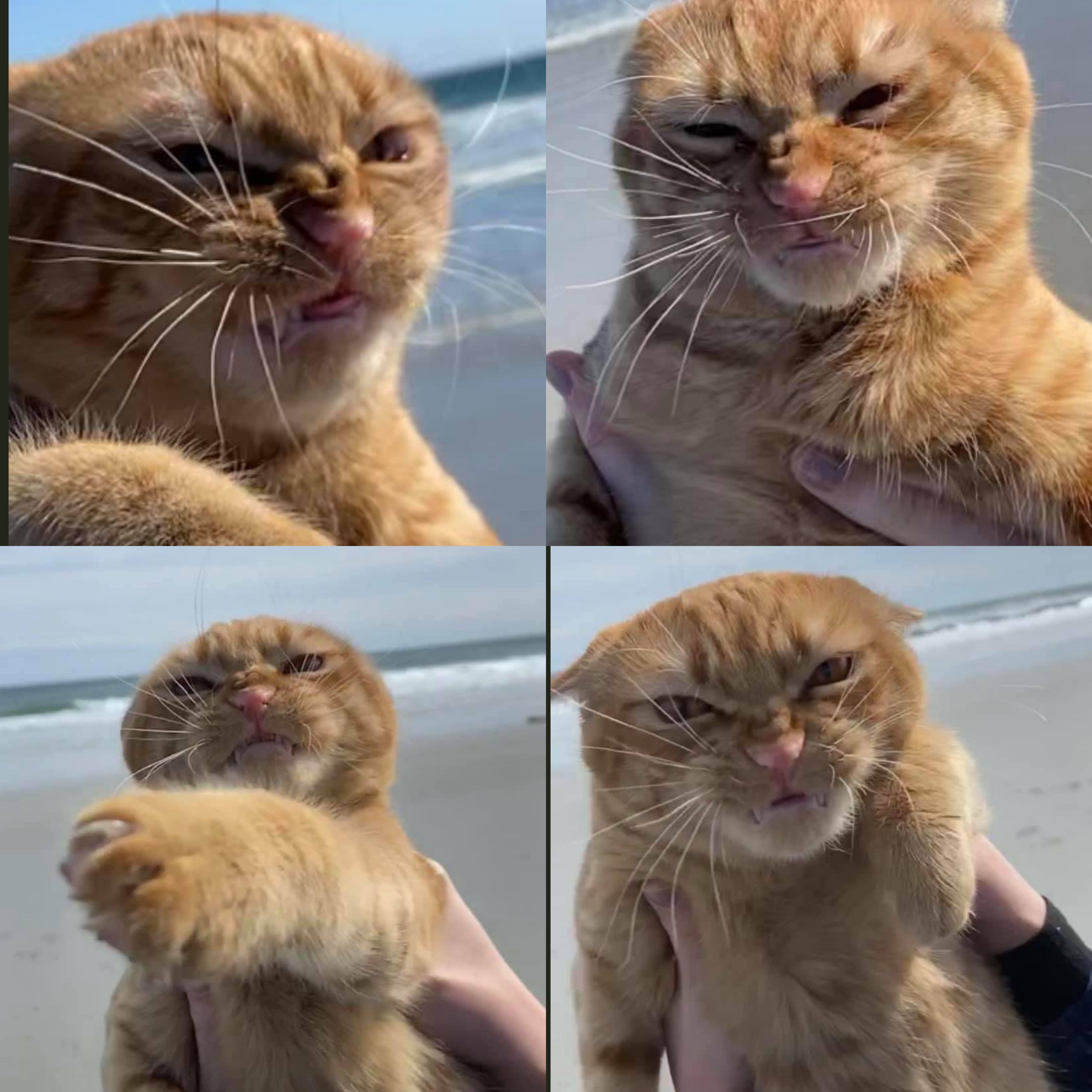 Cats
