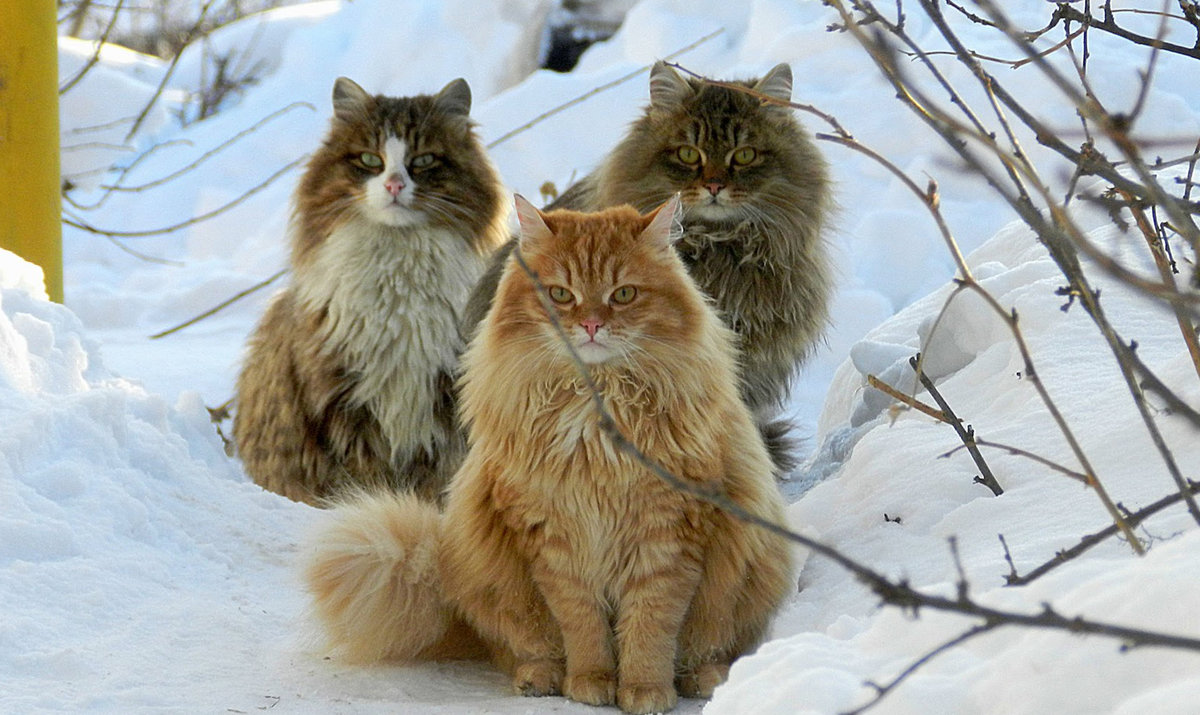Cats