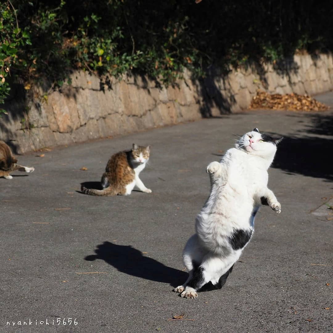 Cats