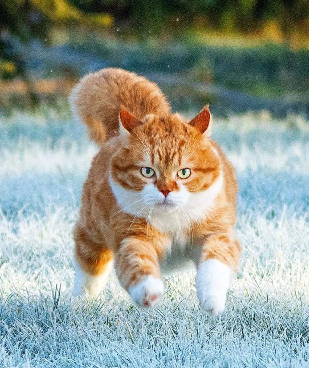 Cats