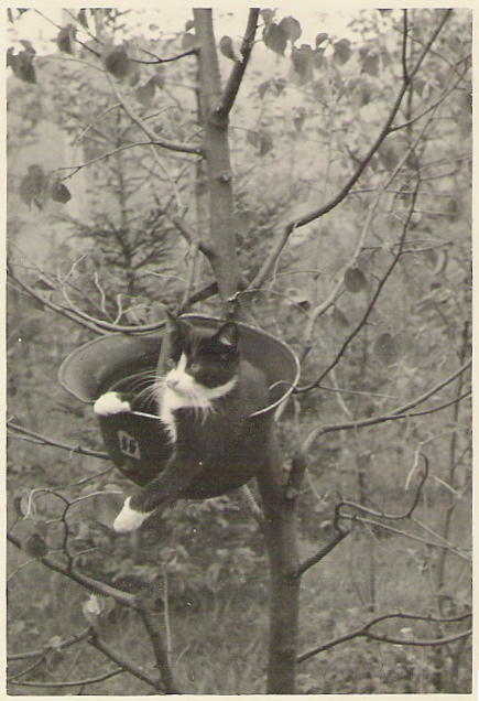 Cats