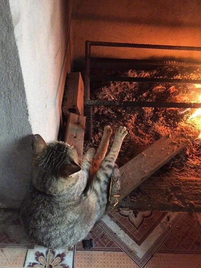 Cats
