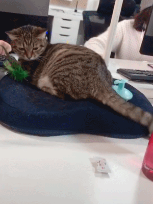 Cats