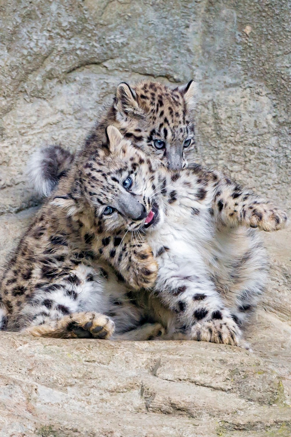 Cats