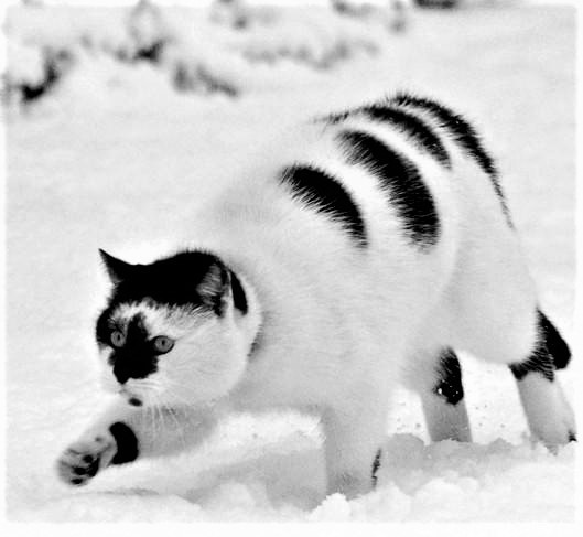 Cats