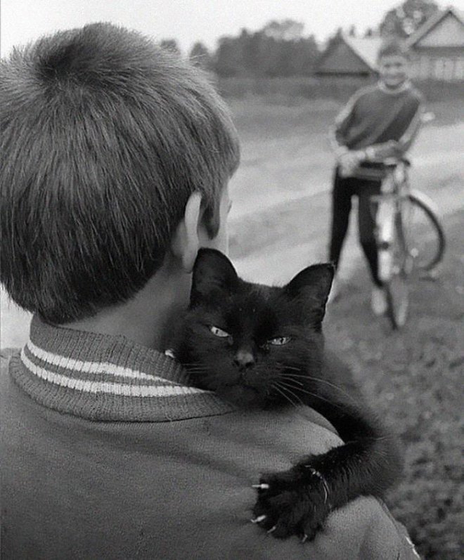 Cats
