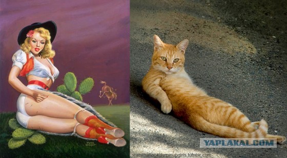 Cats
