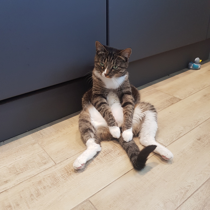 Cats