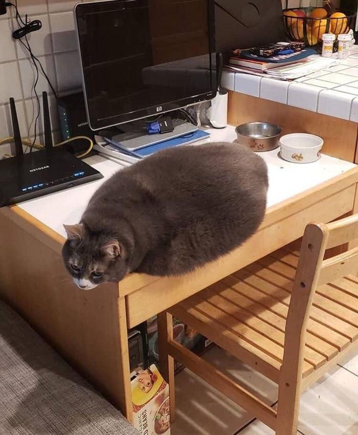 Cats