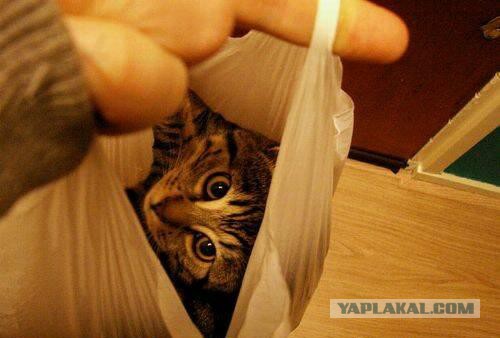 Cats