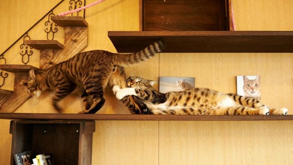 Cats