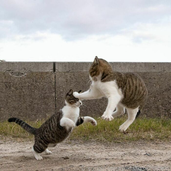 Cats