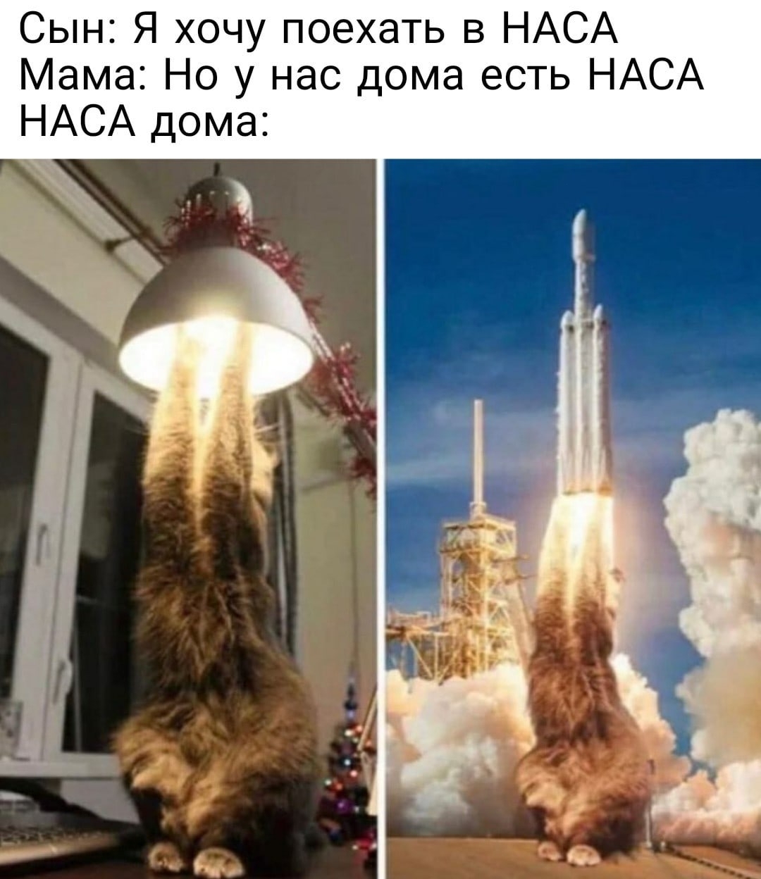 Cats