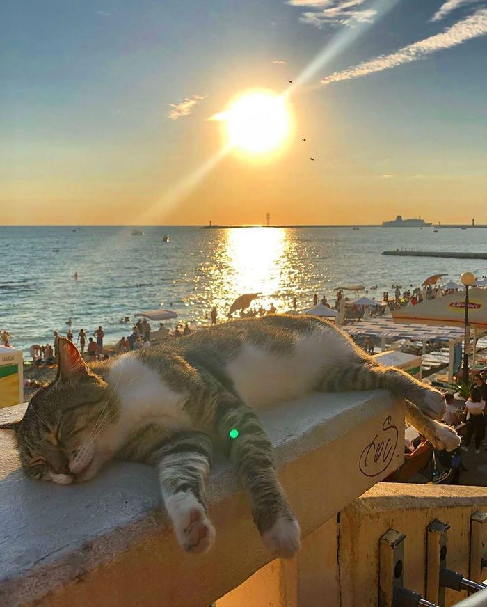 Cats