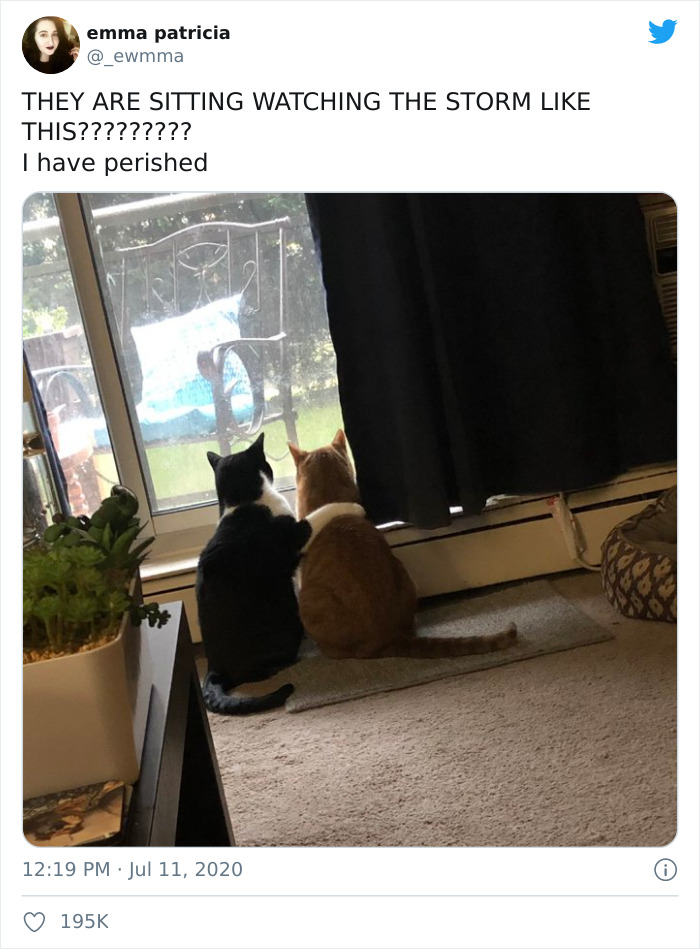 Cats