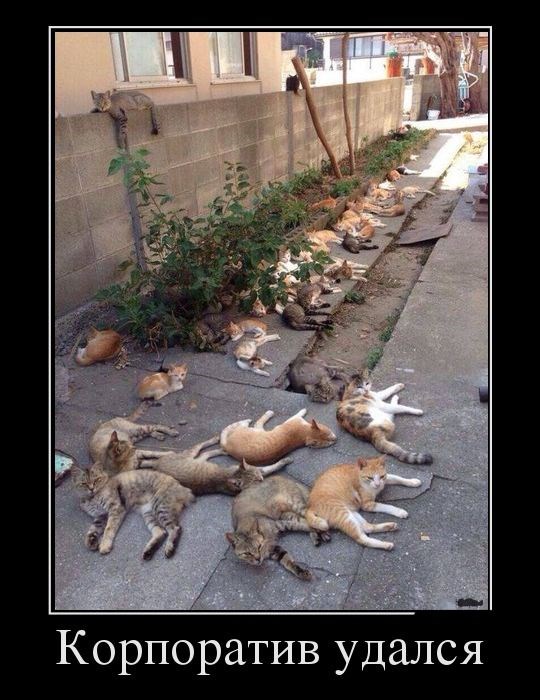 Cats
