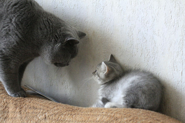 Cats