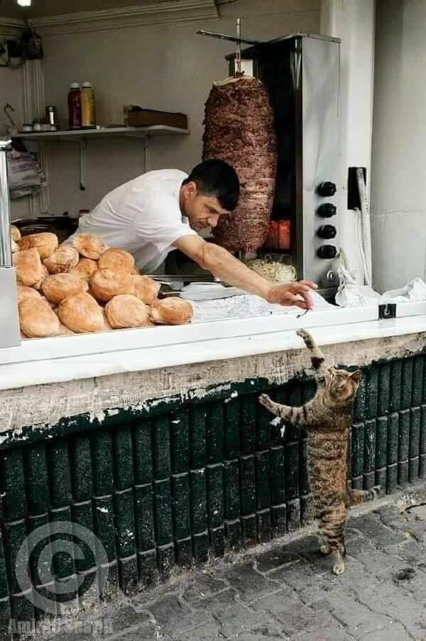 Cats