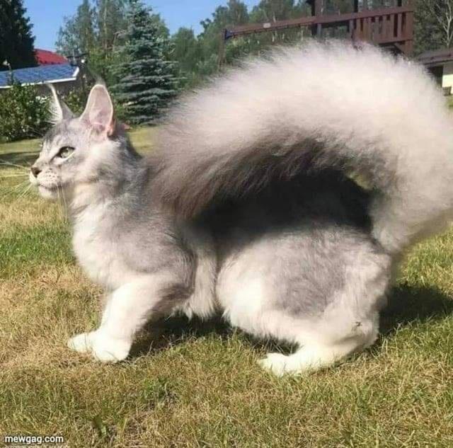 Cats
