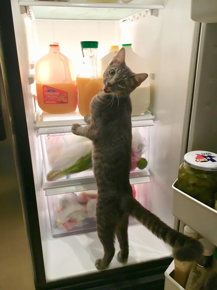 Cats