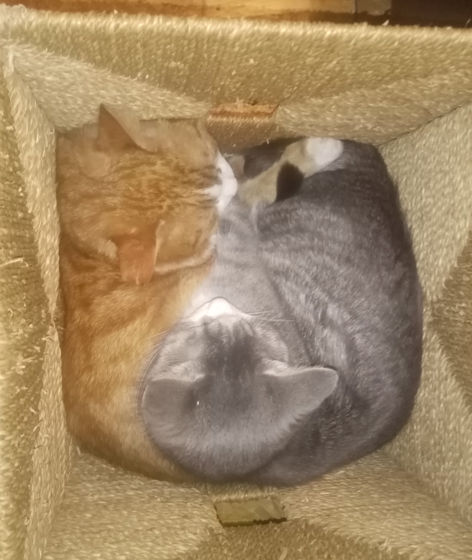 Cats