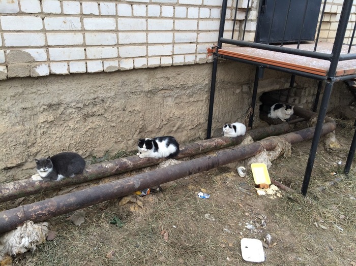 Cats