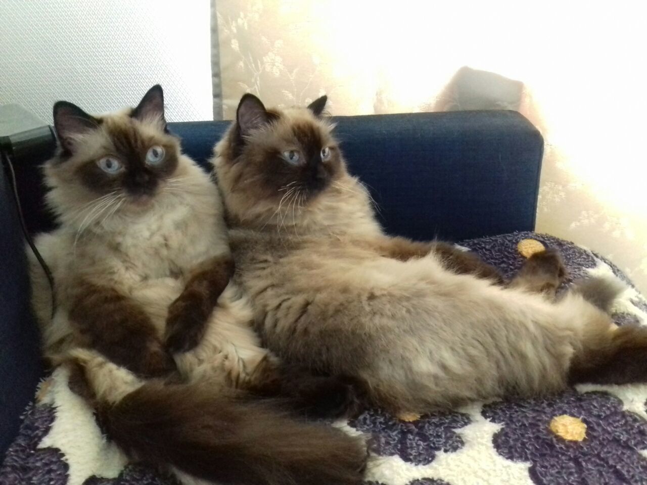 Cats