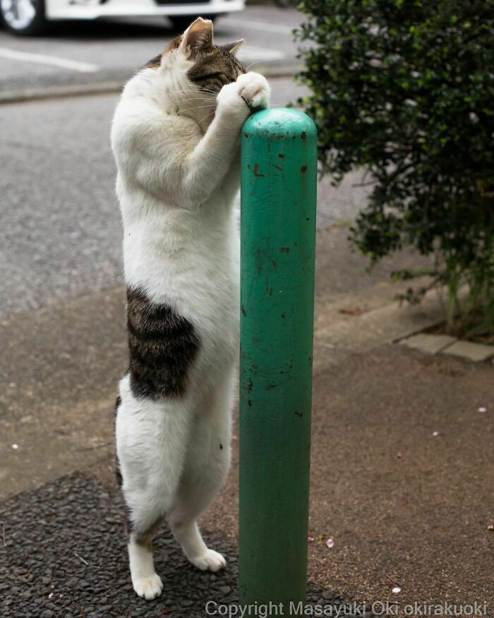 Cats